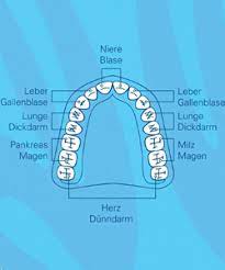 Zahn Organ Beziehung Wie Sich Kranke Zahne Auf Den Korper Auswirken Hatten Sie Gewusst Wie Sehr Die Gesundheit Von Ihrem Gebiss Abhangt Womenweb De