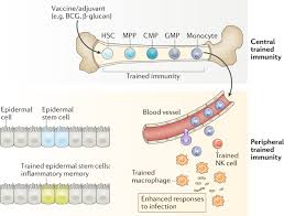 In addition to responding to different targets, antibodies also come in different types. Defining Trained Immunity And Its Role In Health And Disease Nature Reviews Immunology