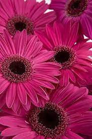 Dark Pink Gerbera Daisies Calyx Flowers Inc Calyx Flowers Pink Flowers Pink Gerbera