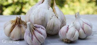 Garlic after being in the ground for 1 month showing significant root growth, planted oct 1 in zone 5, by robert pavlis 6 Top Tips For Growing Garlic