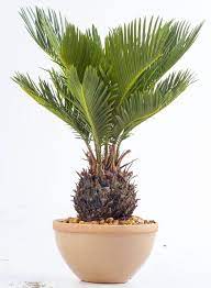 These 5 Houseplants Are So Tough They Can Survive Without Light And Water For Weeks Plants House Plants Houseplants