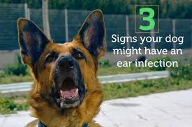 Untreated ear infections can lead to problems with some infections deep in the ear can cause your cat to walk awkwardly. 3 Signs Your Dog Might Have An Ear Infection And What To Do About It Oxyfresh Pet Health Blog