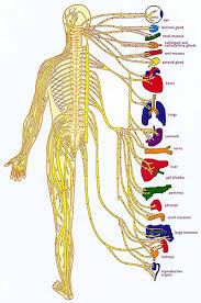 Chiropractor Cranston Richiropractic Charts Diagrams