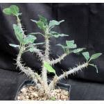 Image result for Monadenium spinulosum