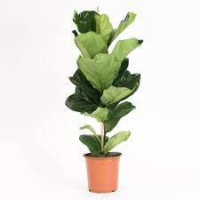 Ficus Lyrata Arbre De Figuier Etsy Fiddle Leaf Fig Tree Fiddle Leaf Fig Ficus Lyrata