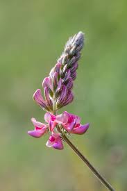 Image result for Crotalaria onobrychis