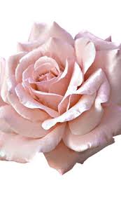 One Perfect Rose Pink Rose Png Pink Rose Tattoos Light Pink Rose