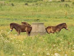 Puts the horse in horsecock futa, that's for sure. Horses Well Ah Nice Young Wild Horses Horse Animal Nature Farm Grass Brown Mammal Pxfuel