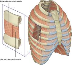 The large intestine is crossing the mid upper abdomen, so constipation could give you. Internal Intercostal An Overview Sciencedirect Topics