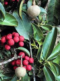 Image result for Symphonia globulifera