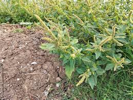 Image result for Amaranthus spinosus