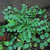 Weeds of north america was published in 2014 by the university of chicago press. 3