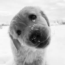 It S Been Awhile Since We Posted A Black And White Photo The Only Effect We Love On Our Photos White Dog Photography Black And White Dog Cute White Puppies