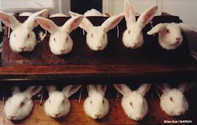 Small Animal Talk Should Animals Be Used For Cosmetic Testing