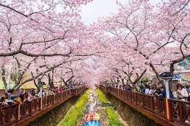 About press copyright contact us creators advertise developers terms privacy policy & safety how youtube works test new features press copyright contact us creators. Tak Hanya Jepang Kamu Juga Bisa Menikmati Indahnya Bunga Sakura Di Korea Selatan Simak Perkiraan Waktu Mekarnya Di Sini Yuk