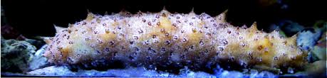 They also have various forms of connective tissues that comprise them. Sea Cucumber Definition And Synonyms Of Sea Cucumber In The English Dictionary