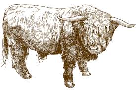 Free Free 163 Outline Cow Highland Cow Svg SVG PNG EPS DXF File