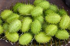 Image result for Cucumis zeyheri