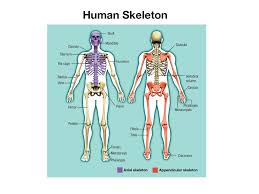 It consists of the body's bones (which make up the skeleton), muscles, tendons, ligaments, joints, cartilage, and other connective tissue. The Human Body The Human Body Chapter Nineteen Support And Movement 19 1 Bones And Muscles 19 2 The Human Body As A Machine Ppt Download