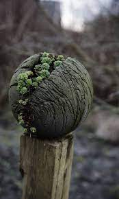 Obwohl beton schon lange nicht mehr diesen ruf hat, langweilig zu sein, gibt es immer noch menschen, die dem grauen baumaterial skeptisch gegenüberstehen. Pin Von Sebastian Sosnitza Auf Kreatives Diy Gartenprojekte Garten Betongarten