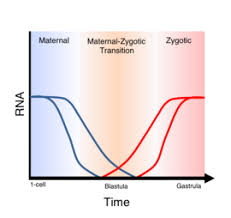 Maternal To Zygotic Transition Wikipedia
