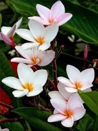 Flores Nacionales De Paises Nicaragua Travel Nicaragua Plumeria