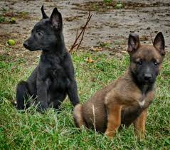 Belgium Malinois Black Belgian Malinois Puppy Belgian Malinois Puppies Black And Sable Puppies Www Wolfsbanek9 Com Belgian Malinois Puppies Malinois Puppies Belgian Malinois Dog