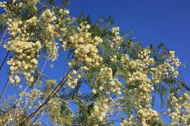 Image result for Acacia afra