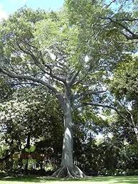 Image result for Sebaea pentandra