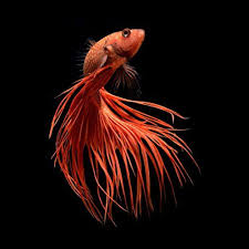 Pin On Fish