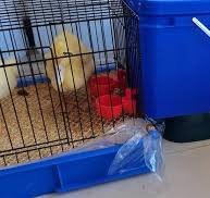 Amazon.com: ReRom Alimentador de agua potable para pollos ...