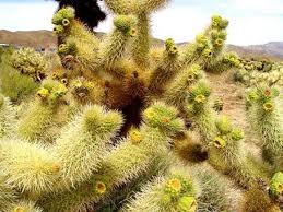 If you wander around the area on foot you can spot them the fish hook barrel cactus in the foreground takes its name from its distinctive primary spines, which are curved. Step Lightly Around A Cactus Hgtv