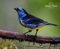 Image result for Bertiera angusiana