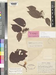 Image result for Begonia lacunosa