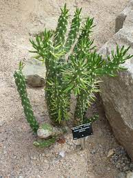 Any ideas what kind of cactus will grow fast and large and will grow indoors in the 6a zone. Austrocylindropuntia Subulata Wikipedia