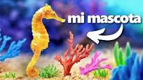 Construí un Arrecife de Coral (para mi caballito de mar)