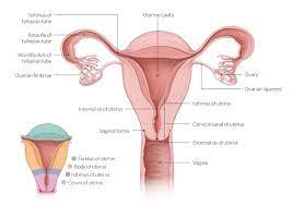 Discover how to tell if you have a ruptured ovarian the ovaries are the main source of female hormones that control sexual development including breasts, body shape, and body hair. Female Reproductive Organs Amboss
