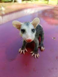 Baby Opossum That Fell Out Of Mamas Pouch So Adorable Baby Opossum Baby Animals Opossum