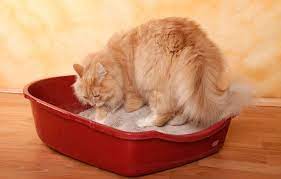 kak priuchit vzroslogo kota k lotku ket molli