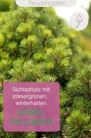Immergrune Kubelpflanzen Kubelpflanzen Pflanzen Sichtschutz Pflanzen Winterhart