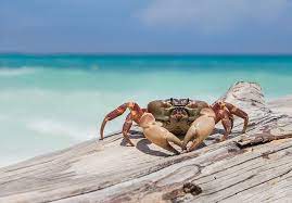 Pin On Seafood Luvaaa