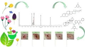 Image result for Embelia welwitschii