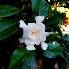 Nature is holding many things for us some are most beautiful and pleasing. The 10 Most Fragrant Flowers To Grow In Your Home And Garden Rhythm Of The Home