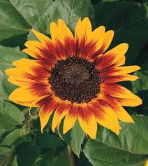 It blooms from june to august. Sunflower Ring Of Fire All America Selections