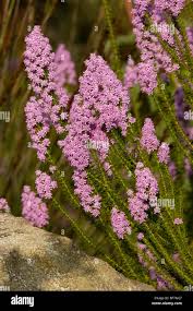 Image result for Selago cecilae