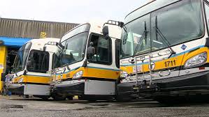 Image result for Maerua bussei