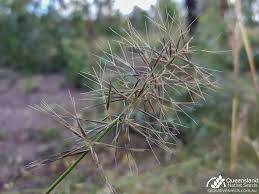 Image result for Aristida canescens