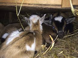 Goats eat forage, consisting of hay and pasture plants. Shelter For Baby Goats Goat Kid Care Summers Acres