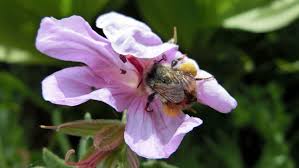 A color guide to colorado bees. Will Putting Honey Bees On Public Lands Threaten Native Bees Yale E360