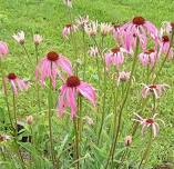 1st Annual KY Native Plant All-Growers Group Sale